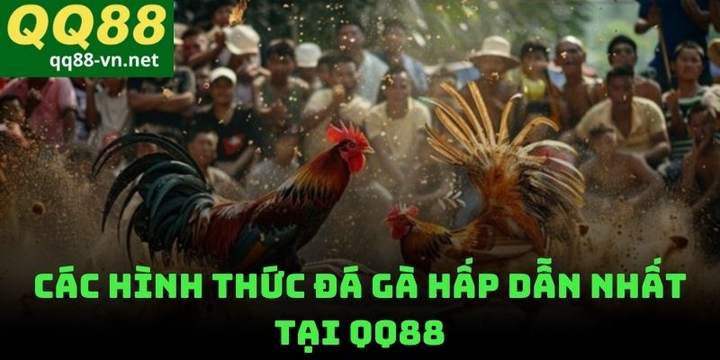 Các Hình Thức Đá Gà Hấp Dẫn Nhất Tại QQ88