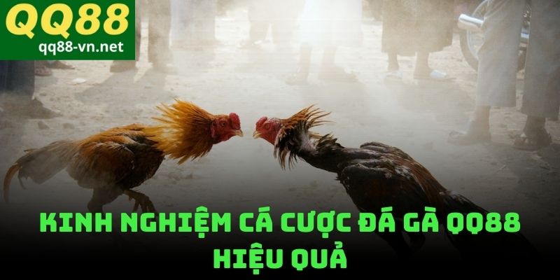 Kinh Nghiệm Cá Cược Đá Gà QQ88 Hiệu Quả